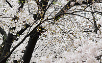 [포토] 벚꽃길 찾은 상춘객들