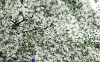 [내일 날씨]전국 포근 봄날씨…'봄비'로 미세먼지 걷혀