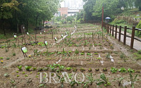 도시텃밭에 대한 유감