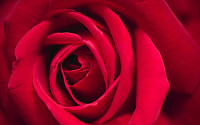 로즈데이 선물, 장미 꽃말은? '빨강 장미는 열렬한 사랑-파란 장미는…'