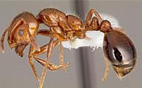 부산항서 ‘붉은불개미’ 의심개체 1마리 발견