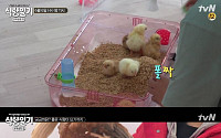 &quot;직접 키운 병아리를 잡아 먹는다고?&quot;…동물권단체, tvN 새 예능 '식량일기' 폐지 요구