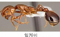 인천항 중국산 석재서 올 들어 첫 '붉은불개미' 발견