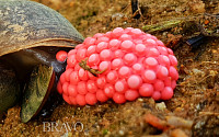 우렁이, 이렇게 알 낳아요!
