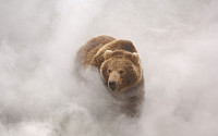 생존을 위한 고독 ‘랜드 오브 베어스’