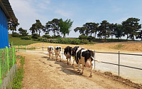 운동한 젖소에서 '꿀잠' 돕는 우유 나온다…농진청, 우유 생산 기술 개발