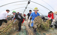 농식품부, 충남 부여에서 태풍 피해 농촌 일손돕기 나서