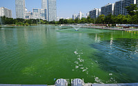 [포토] 초록 물감을 풀어 놓은 듯 '녹조' 호수