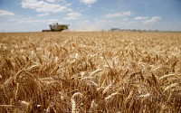 폭염·가뭄에 밀값 비상…밀가루 대란 오나