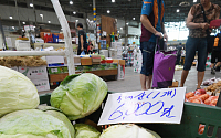 [포토] 양배추 값, 한 주 새 41.2% 상승