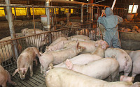 파주서 아프리카돼지열병 첫 발생…돼지 3950마리 살처분
