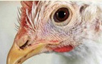 유전자변형(GM)닭, 제2의 타미플루 되나?