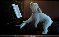 [동영상]피아노 치며 노래하는 강아지, 누리꾼 &quot;사람같아&quot;