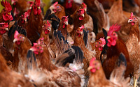 달걀값 회복에 닭 사육 증가…'휴지기제' 영향 오리 사육은 감소