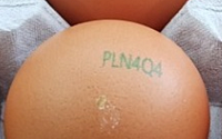 달걀서 살충제 '피프로닐' 대사산물 검출…농식품부, 전량 회수 조치