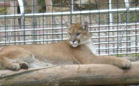 대전 동물원서 탈출한 퓨마, 결국 사살…이형주 어웨어 대표 &quot;우리나라 전시 동물 복지 굉장히 낮아&quot;