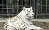 일본 가고시마 동물원서 호랑이 습격으로 직원 사망