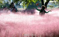 [포토] 봄처럼 화사한 가을, 순천만 국가정원 '핑크뮬리'