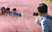 [포토] 분홍빛 가을을 담다…순천만 국가정원 '핑크뮬리'