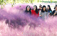 [포토] '분홍빛 세상' 순천만 국가정원 핑크뮬리