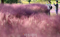[포토] 화사한 가을, 순천만 국가정원 '핑크뮬리'