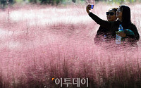 [포토] 깊어가는 가을, 순천만 국가정원 '핑크뮬리'