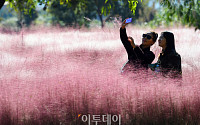 [포토] '가을을 즐기다' 순천만 국가정원 핑크뮬리