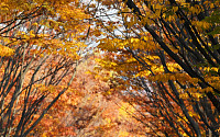 [포토] 인천대공원, 가을과 함께