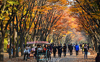 [포토] 단풍이 낙엽으로…깊어가는 인천대공원 가을