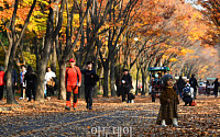 [포토] 인천대공원 단풍터널에서 즐기는 '가을'