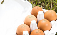 소비자, &quot;동물복지 달걀, 신선도는 만족스럽지만 가격은 아쉬워&quot;