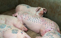 루이비통 문신 돼지? 동물학대 논란 가열
