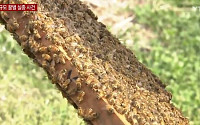 일본서 수십만 마리 꿀벌 실종…천적 습격 가능성 제기