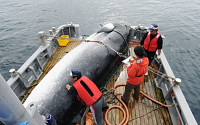 “고래고기 계속 먹겠다”...국제포경위 탈퇴한 일본
