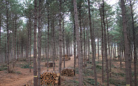 “버려진 목재로 전기를”…산림청, ‘바이오매스’ 산업 키운다