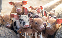 [포토] 방목 돼지농장, 송조농원 '눈길'