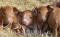 [포토] 황금돼지해 마중나온 귀여운 아기돼지들