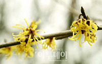 [포토]봄을 부르는 황금빛 ‘풍년화’