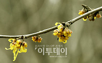 [포토]활짝 핀 봄꽃 ‘풍년화’