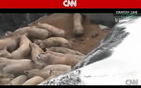 CNN 한국 구제역 생매장 영상 보도, 누리꾼 질타