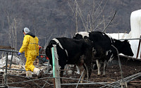 [속보] 구제역 의심 젖소 120여마리 살처분…경기·충청 농가, 24시간 일시이동중지