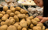 올해는 '金자' 없다…재배 면적 증가에 감자값 24% 하락