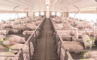 돼지 표정·기침으로 ‘돼지콜레라’ 막는다?...한계 도전하는 중국 IT 굴기