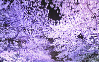마사회, '렛츠런파크 서울 야간 벚꽃축제' 4월 6일 시작