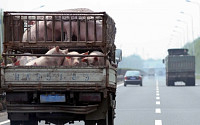 중국발 아프리카돼지열병, 세계 식품 인플레 촉발하나
