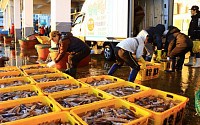 정부, 오징어 불법 공조조업 근절 추진