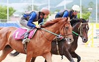 [경마]마사회, 취업률 100%, 말산업 전문가를 키운다.