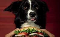 버거킹 독퍼, &quot;개한테 양보하세요&quot;…햄버거에 비스킷은 '덤'