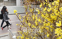[포토]봄 마중나온 노란 개나리꽃
