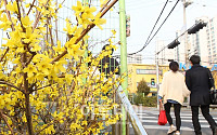 [포토]시민들 반기는 노란 개나리꽃